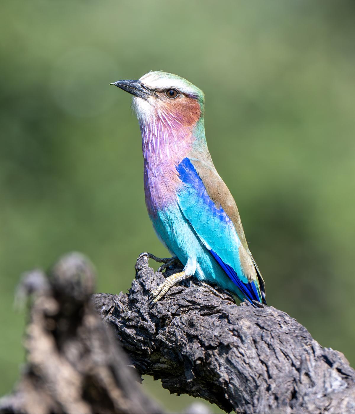 Birdlife