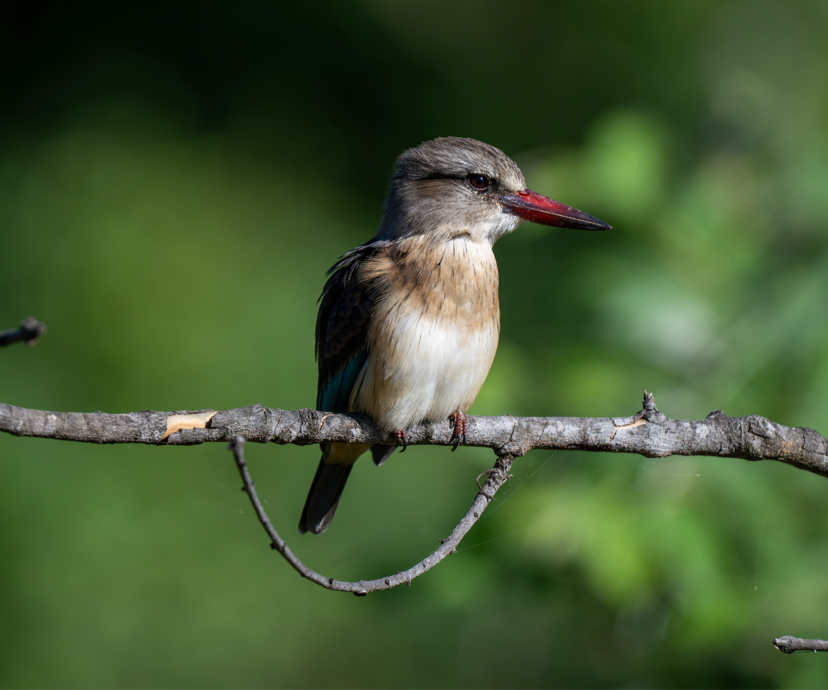 Birdlife