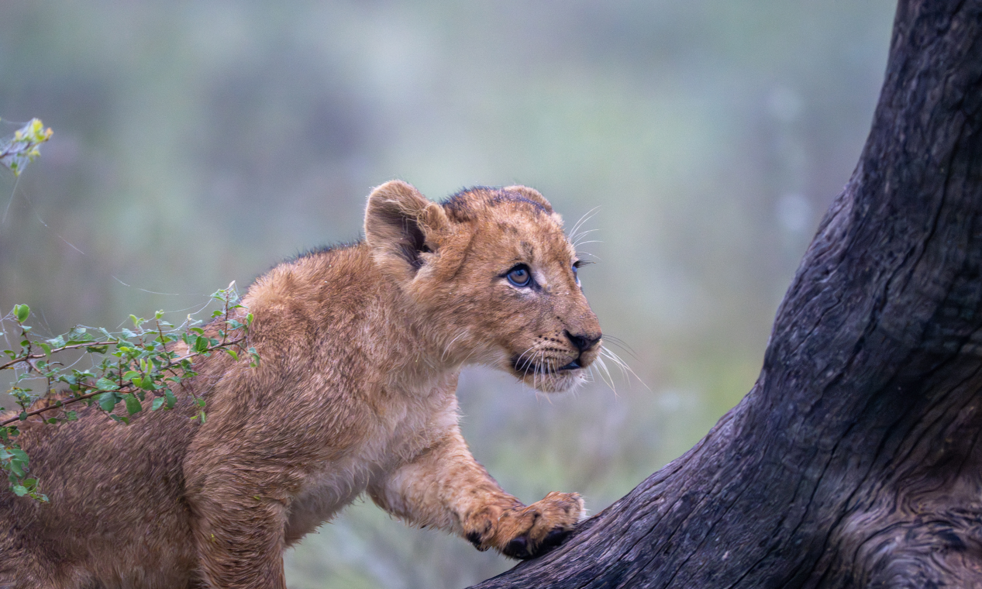 Catch the Journey wildlife and travel