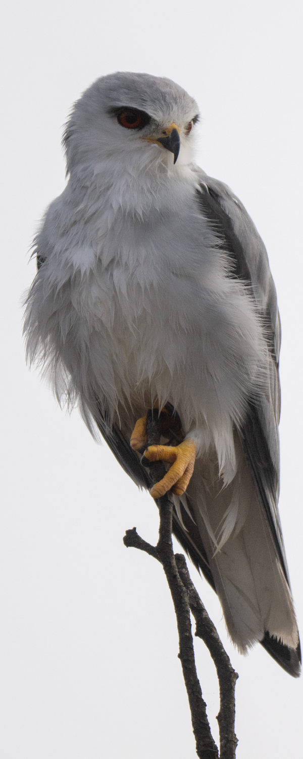 Birdlife